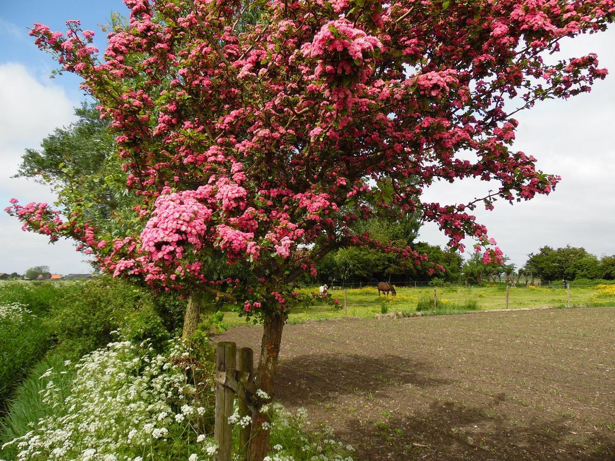 Gastenverblijven Boerderij Het Driespan Middelburg Bagian luar foto